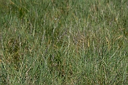 David Plant Photography - Wildlife Photography - Common saltmarsh-grass - B