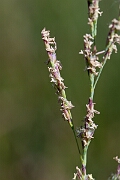 David Plant Photography - Wildlife Photography - Common saltmarsh-grass - C
