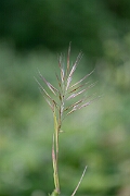David Plant Photography - Wildlife Photography - Compact brome - A