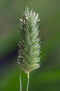 David Plant Photography - Wildlife Photography - Confused canary-grass - A