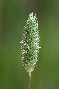 David Plant Photography - Wildlife Photography - Confused canary-grass - B