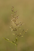 David Plant Photography - Wildlife Photography - Creeping bent - A
