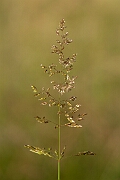 David Plant Photography - Wildlife Photography - Creeping bent - B