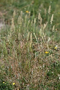 David Plant Photography - Wildlife Photography - Crested hair-grass - B