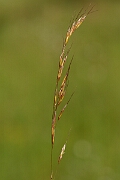 David Plant Photography - Wildlife Photography - Downy oat-grass - A