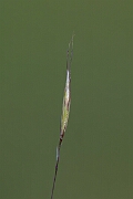 David Plant Photography - Wildlife Photography - Downy oat-grass - B