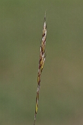 David Plant Photography - Wildlife Photography - Downy oat-grass - C