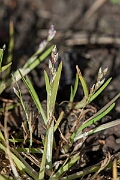 David Plant Photography - Wildlife Photography - Early meadow-grass - B