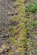 David Plant Photography - Wildlife Photography - Early meadow-grass - C