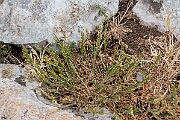 David Plant Photography - Wildlife Photography - Fern grass - A