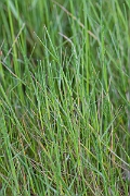 David Plant Photography - Wildlife Photography - Hard grass, Parapholis strigosa - A