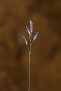 David Plant Photography - Wildlife Photography - Heath grass - A