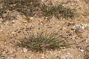 David Plant Photography - Wildlife Photography - Heath grass - B