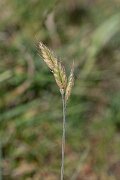 David Plant Photography - Wildlife Photography - Least soft-brome - A