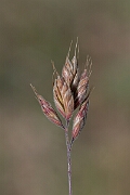 David Plant Photography - Wildlife Photography - Least soft-brome - C
