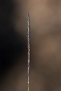 David Plant Photography - Wildlife Photography - Mat grass - C