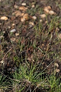 David Plant Photography - Wildlife Photography - Mat grass - D