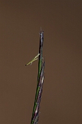 David Plant Photography - Wildlife Photography - Mat grass - E