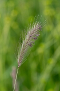 David Plant Photography - Wildlife Photography - Meadow barley - B
