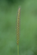 David Plant Photography - Wildlife Photography - Meadow barley - C
