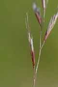 David Plant Photography - Wildlife Photography - Meadow oat-grass - A