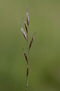 David Plant Photography - Wildlife Photography - Meadow oat-grass - B