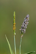 David Plant Photography - Wildlife Photography - Orange foxtail - A