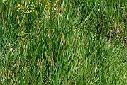 David Plant Photography - Wildlife Photography - Orange foxtail - B