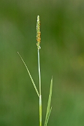 David Plant Photography - Wildlife Photography - Orange foxtail - C