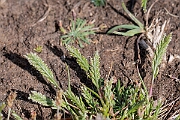 David Plant Photography - Wildlife Photography - Sea fern-grass - C