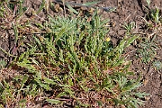 David Plant Photography - Wildlife Photography - Sea fern-grass - D