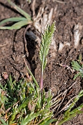 David Plant Photography - Wildlife Photography - Sea fern-grass - E