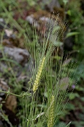 David Plant Photography - Wildlife Photography - Six-rowed barley - C