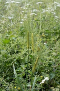 David Plant Photography - Wildlife Photography - Six-rowed barley - D