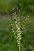 David Plant Photography - Wildlife Photography - Six-rowed barley - E