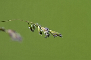 David Plant Photography - Wildlife Photography - Smooth meadow-grass - A