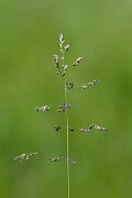 David Plant Photography - Wildlife Photography - Smooth meadow-grass - B