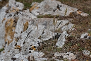 David Plant Photography - Wildlife Photography - Somerset hair-grass - B