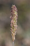 David Plant Photography - Wildlife Photography - Somerset hair-grass - C