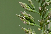 David Plant Photography - Wildlife Photography - Stiff saltmarsh-grass - A