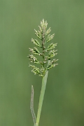 David Plant Photography - Wildlife Photography - Stiff saltmarsh-grass - B