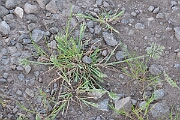 David Plant Photography - Wildlife Photography - Stiff saltmarsh-grass - D