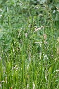 David Plant Photography - Wildlife Photography - Tor grass - B