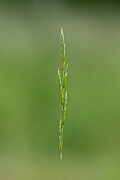David Plant Photography - Wildlife Photography - Tor grass - C