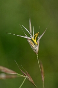 David Plant Photography - Wildlife Photography - Upright brome - B