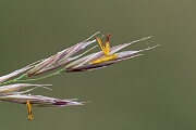 David Plant Photography - Wildlife Photography - Upright brome - C
