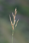 David Plant Photography - Wildlife Photography - Upright brome - D