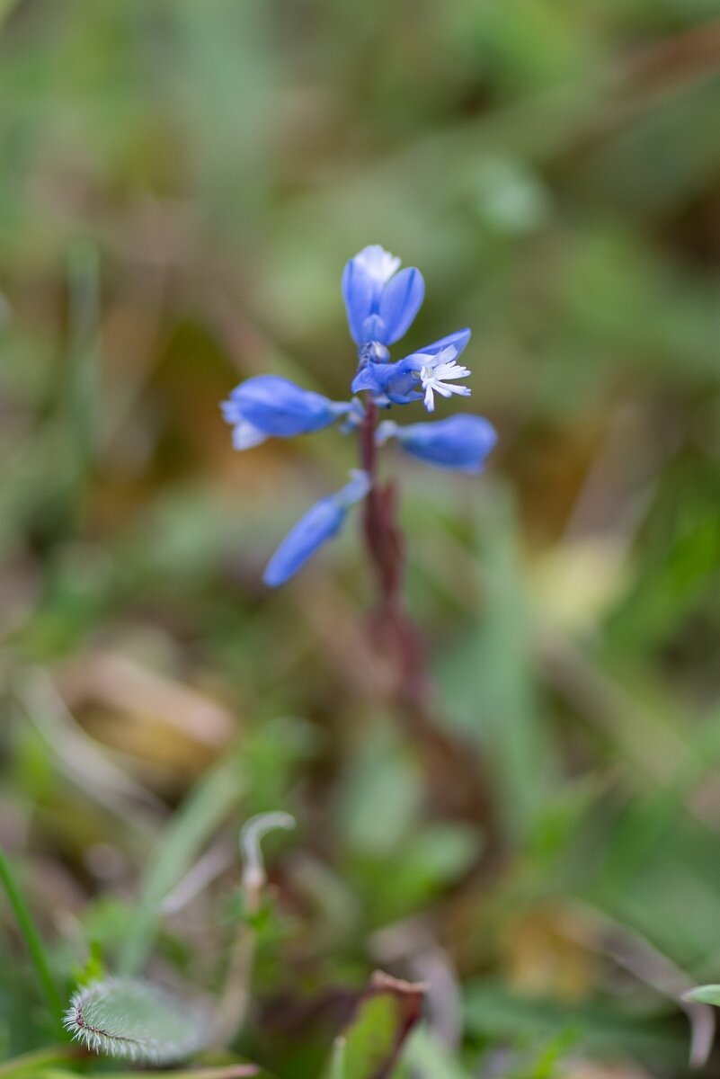 David Plant Photography - Wildlife Photography - Chalk milkwort - A.jpg - Chalk milkwort, Polygala calcarea, plant - Oxfordshire
