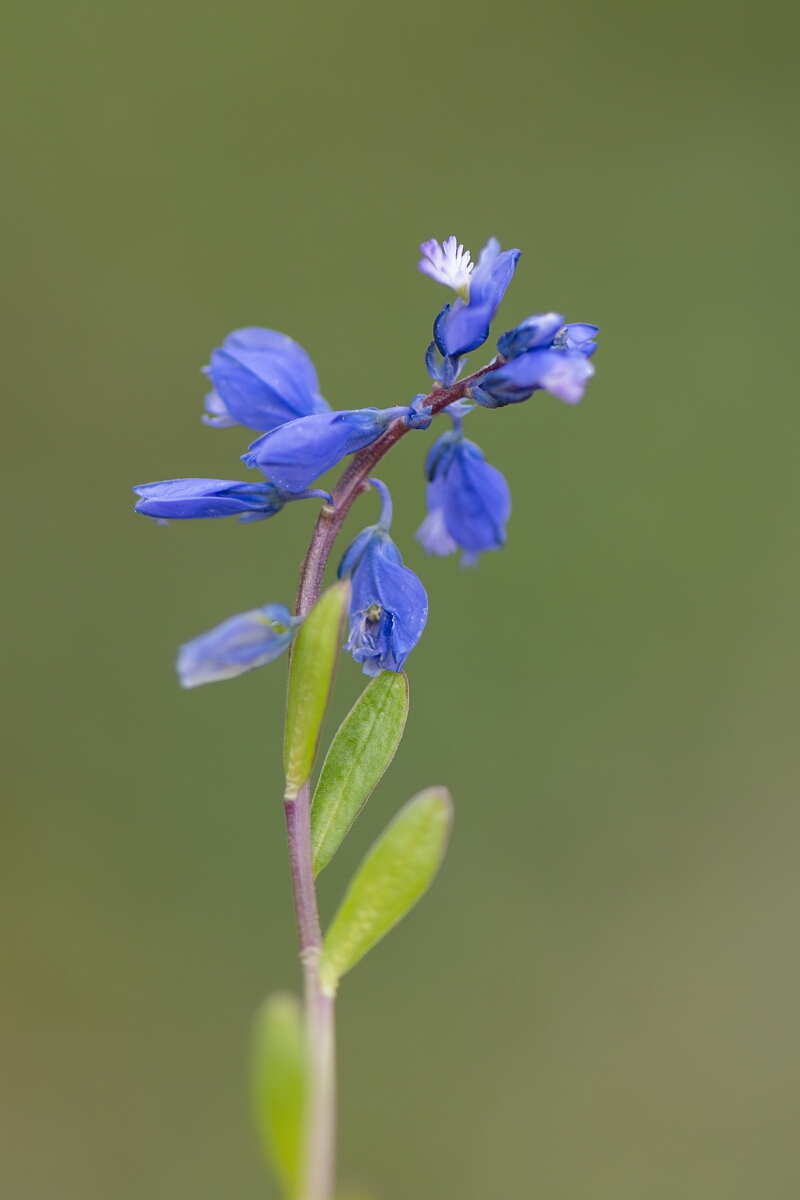 David Plant Photography - Wildlife Photography - Chalk milkwort - B.jpg - Chalk milkwort, Polygala calcarea, flowers - Oxfordshire