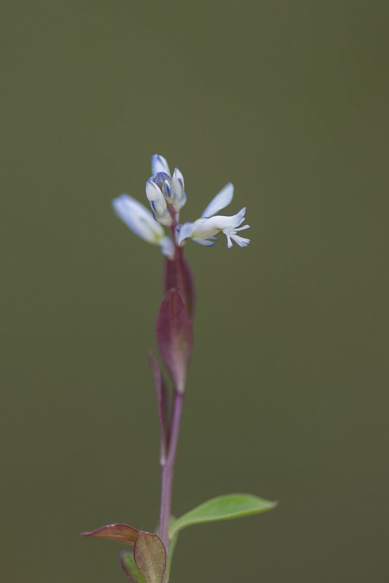 David Plant Photography - Wildlife Photography - Chalk milkwort - C.jpg - Chalk milkwort, Polygala calcarea, flowers - Oxfordshire